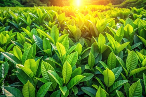 Drone photography captures vibrant green leaves, overhead, showcasing  plant texture.