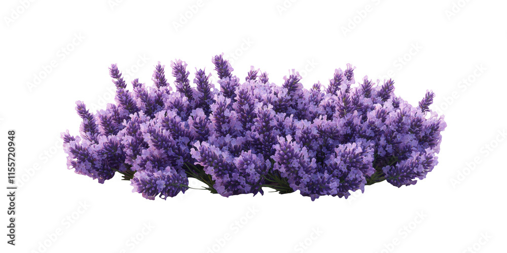 Obraz premium Cluster of purple lavender flowers isolated on transparent background