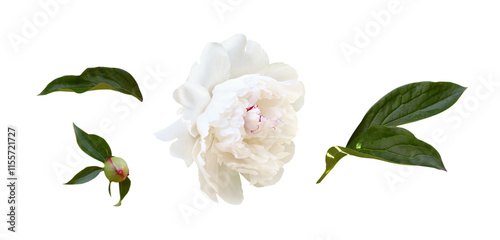 Set of white peony flower, ...