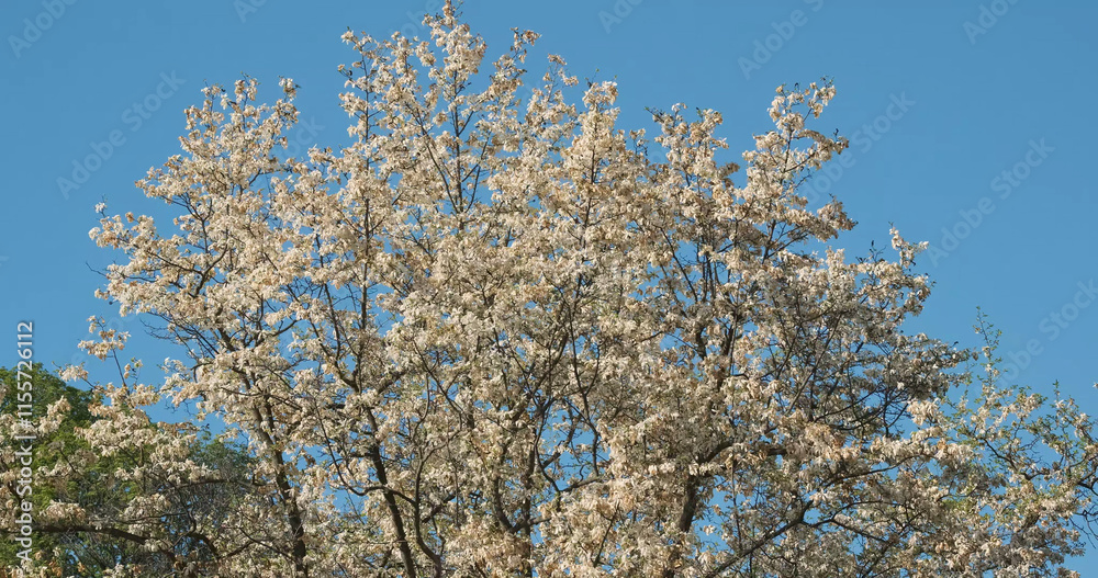 Crown of a flowering tree wide shot. White flowers, beautiful tree, springtime bloom, backdrop, background, daytime Crown of a flowering tree wide shot. White flowers, beautiful tree, springtime bloom, backdrop, background, daytime