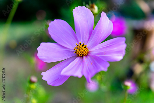 Vibrant purple flower blooming in a garden during daylight hours