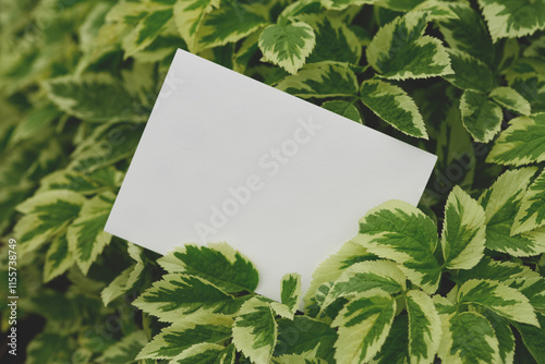 White card placed on green and yellow variegated leaves in an outdoor natural scene with vibrant foliage.