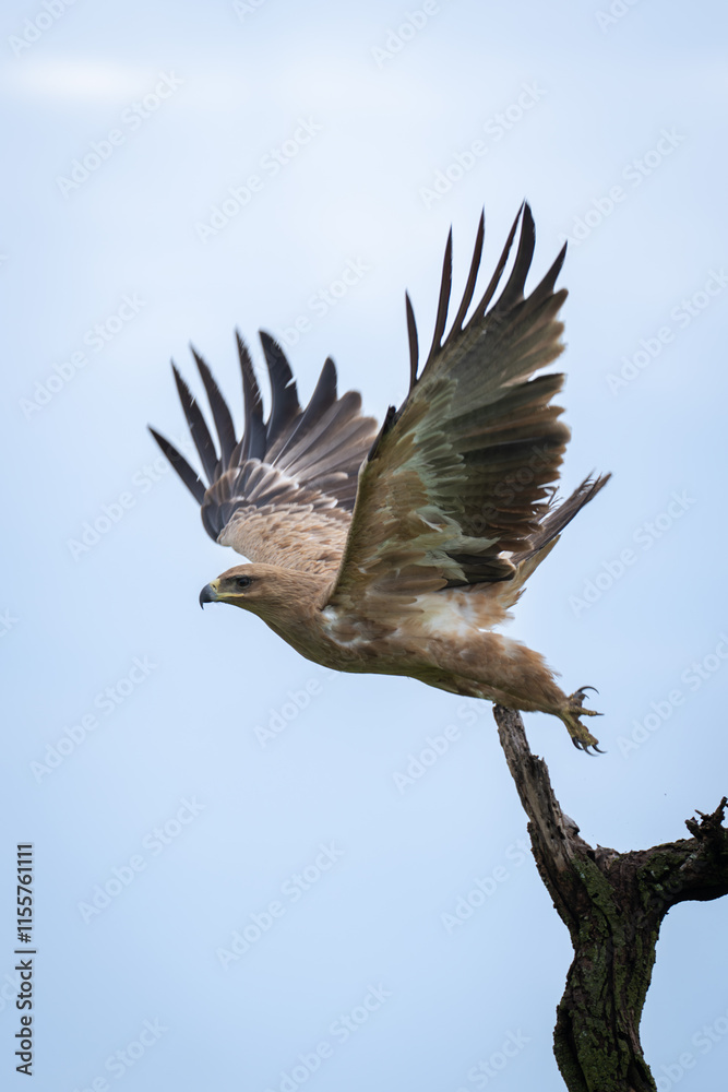Tawny eagle spreads wings flying from tree Tawny eagle spreads wings flying from tree