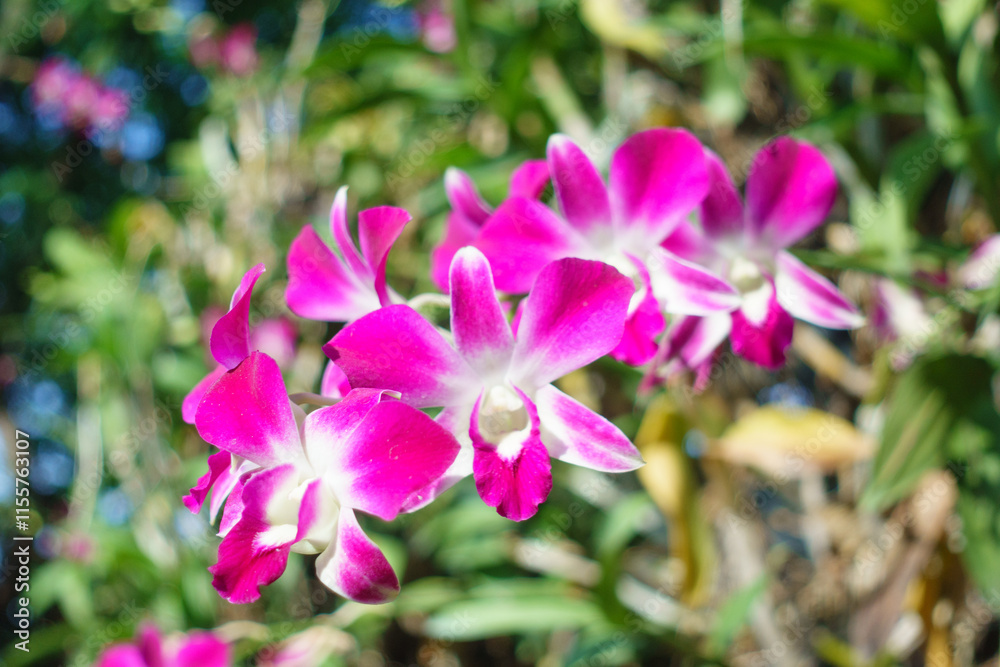 Vibrant pink orchids bloom beautifully against lush green background, showcasing their delicate petals and natural elegance Vibrant pink orchids bloom beautifully against lush green background, showcasing their delicate petals and natural elegance
