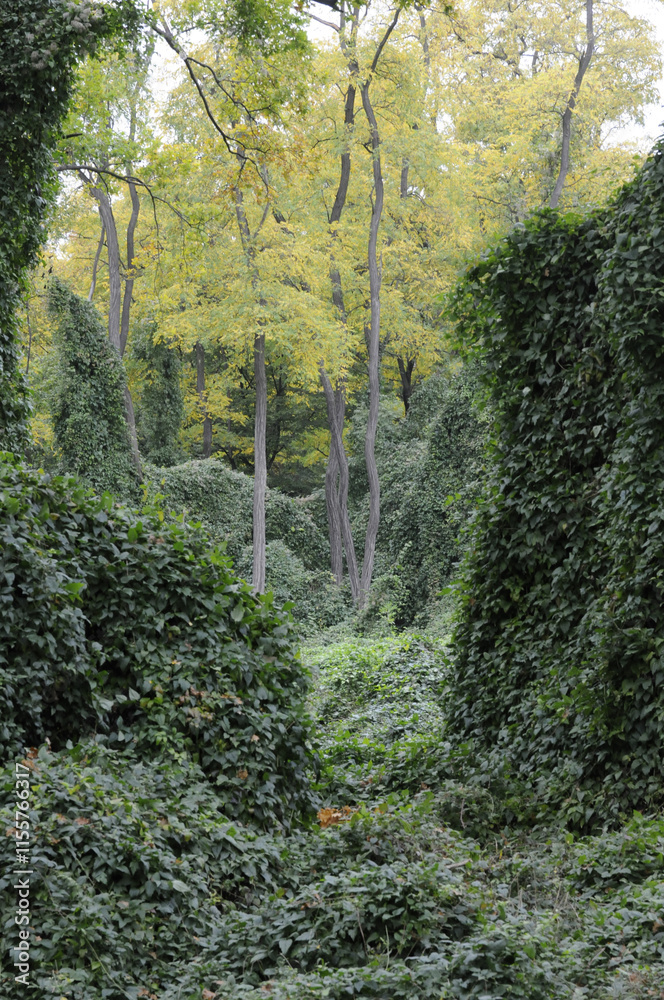 Fototapeta premium märchenwald