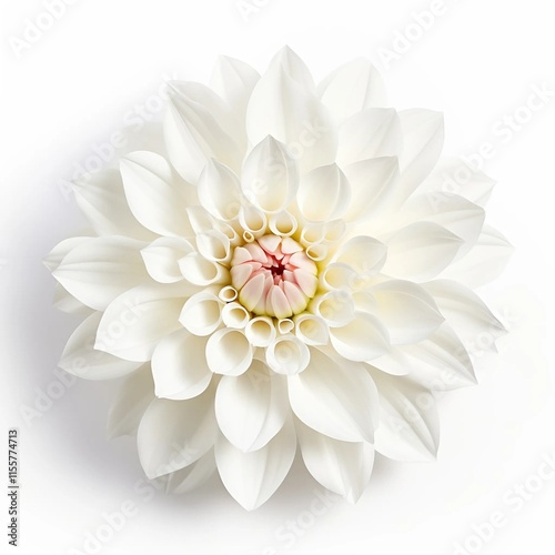Wallpaper Mural white dahlia flower isolated Torontodigital.ca