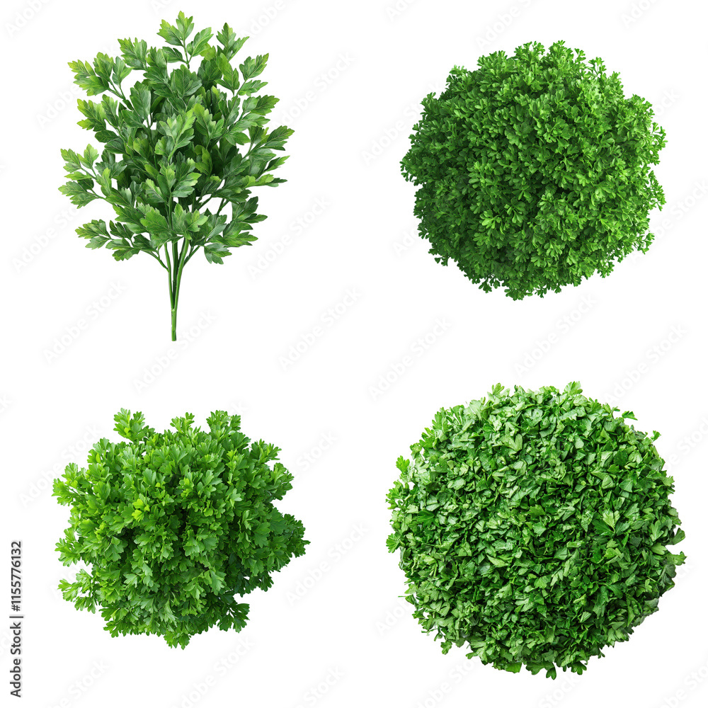 Fototapeta premium Fresh Parsley Sprigs Isolated on White Background