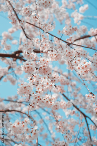 cherry tree blossom