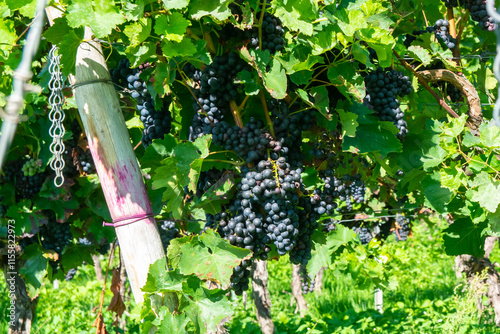 Large bunche of red wine grapes in summer vineyard.