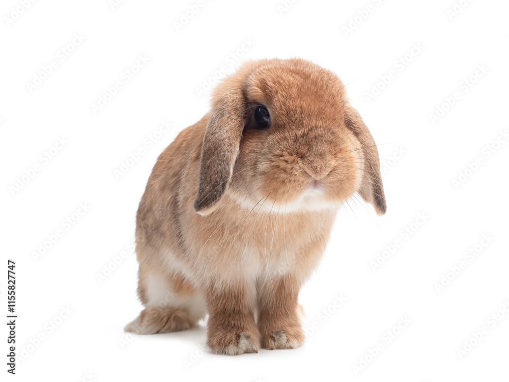 Rabbit standing isolated on white background. Front view of oran Rabbit standing isolated on white background. Front view of oran