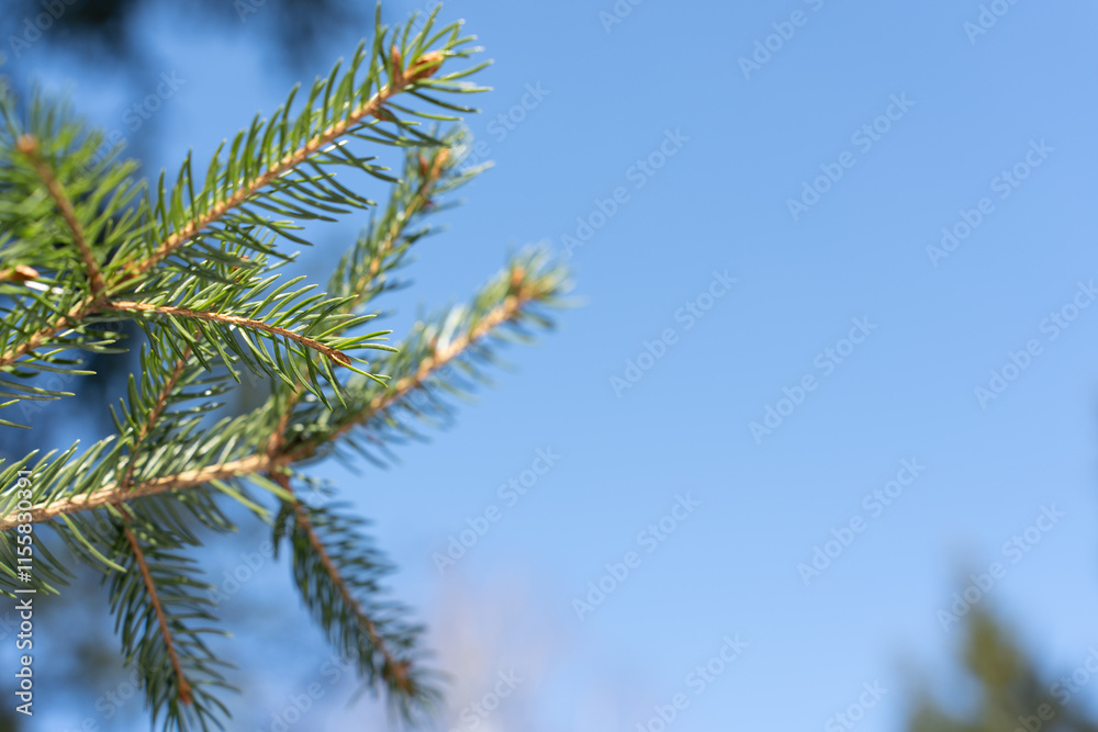 pine tree branch against blue sky, card with space for text pine tree branch against blue sky, card with space for text