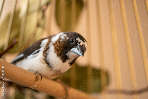 Obraz na płótnie portrait of a bird with beautiful eyes Lonchura striata domestica close-up