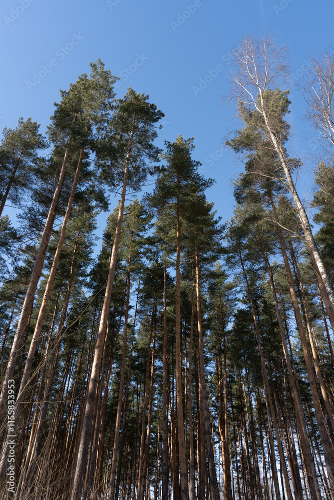 tall pine trees against blue sky tall pine trees against blue sky