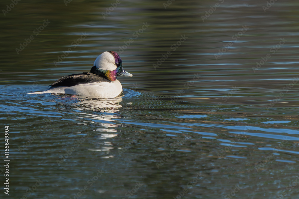 A male Bufflehead duck swimming on a pond A male Bufflehead duck swimming on a pond