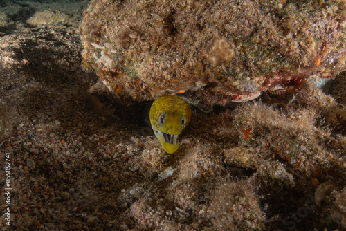 Moray eel Mooray lycodontis undulatus in the Red Sea, Eilat Israel
 photo