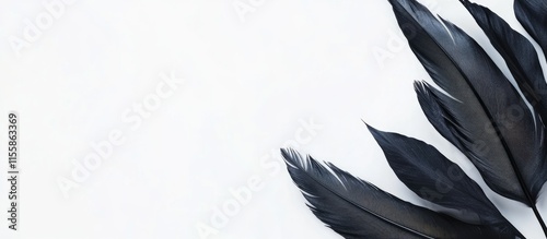 Black feathers on white background with ample space for text and design elements ideal for advertisements or creative projects photo