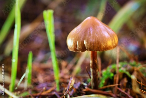 Pilz im Fichtenwald photo