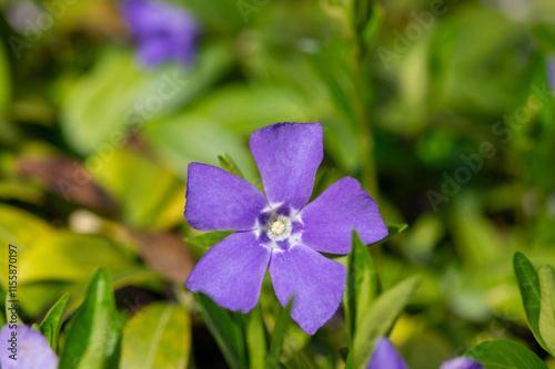 Vinca minor lesser periwinkle ornamental flowers in bloom, common periwinkle flowering plant, creeping flowers