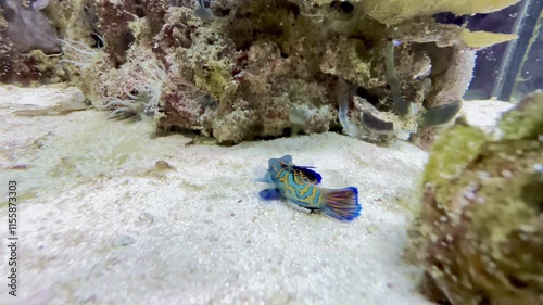 Vibrant Green and Blue Mandarin Fish Resting on Coral in a Sandy Aquarium Environment with Intricate Patterns