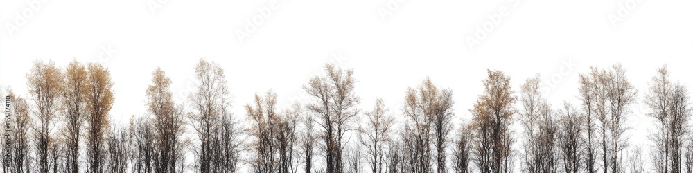 Autumn Trees Isolated on White with Detailed Bark and Grooved Branches for Stunning Background Autumn Trees Isolated on White with Detailed Bark and Grooved Branches for Stunning Background