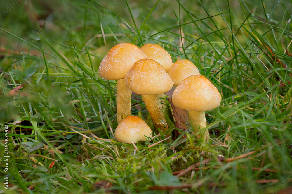 A close up of a group of fungi in the grass. The six sulphur tuft have drops of morning dew on them and there is space for text around them A close up of a group of fungi in the grass. The six sulphur tuft have drops of morning dew on them and there is space for text around them