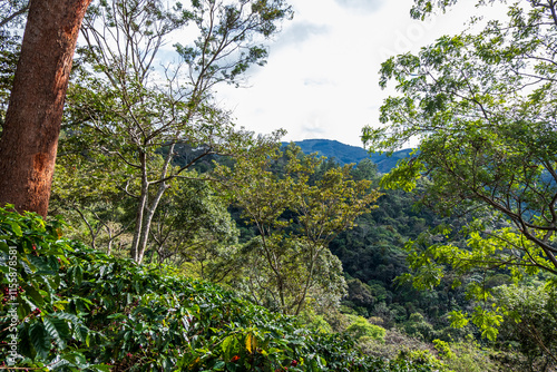 Thick tropical forest at the foot of the Barva volcano in the province of Alajuela (Santa Ana, San Jose, Costa Rica). photo