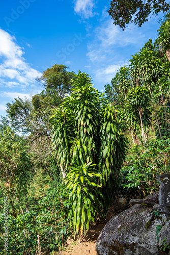Wallpaper Mural Thick tropical forest at the foot of the Barva volcano in the province of Alajuela (Santa Ana, San Jose, Costa Rica). Torontodigital.ca