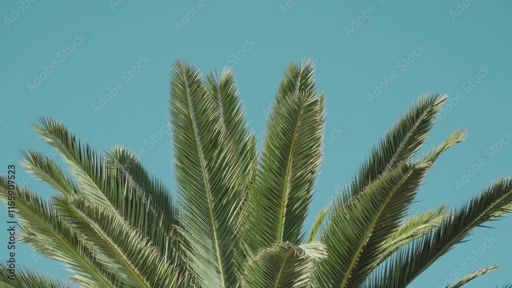 Beautiful shot of evergreen palm tree branches against a blue sky on sunny day Beautiful shot of evergreen palm tree branches against a blue sky on sunny day