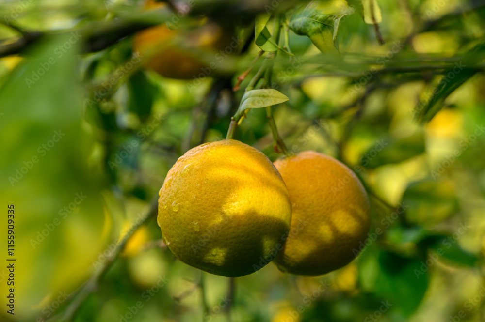 Lush citrus grove with vibrant yellow lemons basking in afternoon sunlight near a tranquil garden setting Lush citrus grove with vibrant yellow lemons basking in afternoon sunlight near a tranquil garden setting