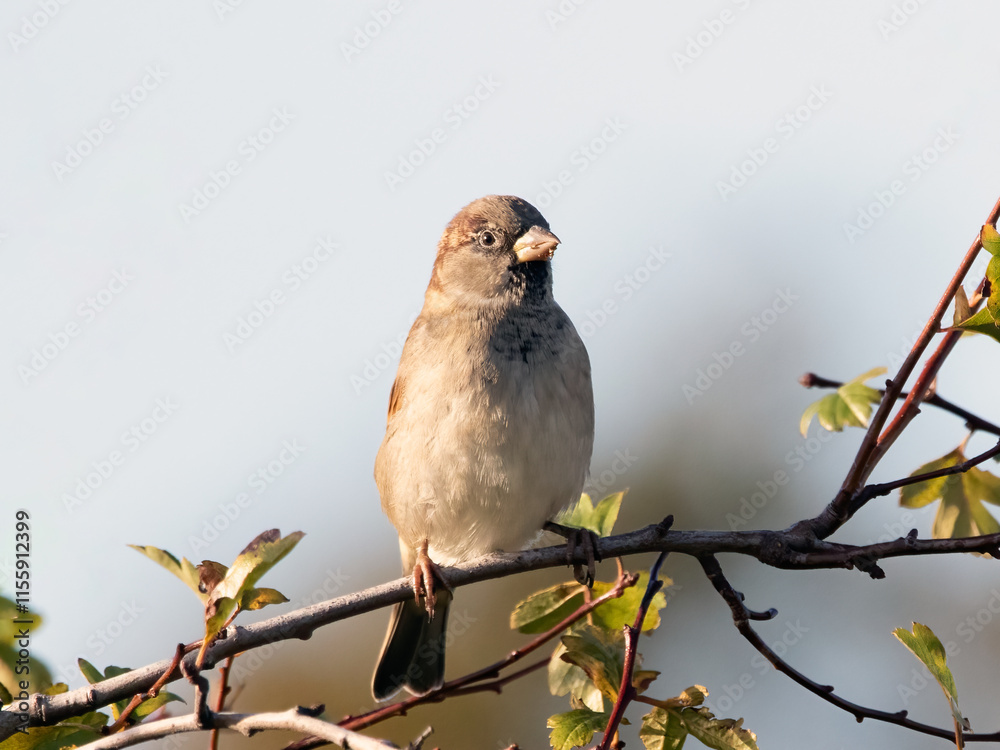 Female House Sparrow (Passer domesticus) perched in tree Female House Sparrow (Passer domesticus) perched in tree