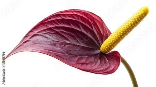 A single dark red anthurium flower with a yellow spadix photo