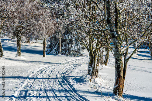 Zimowa ścieżka photo