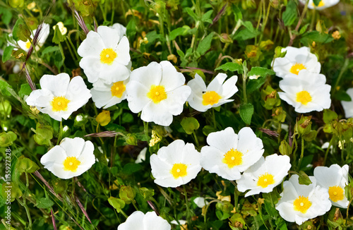 peaceful flowers and natural environment in nature