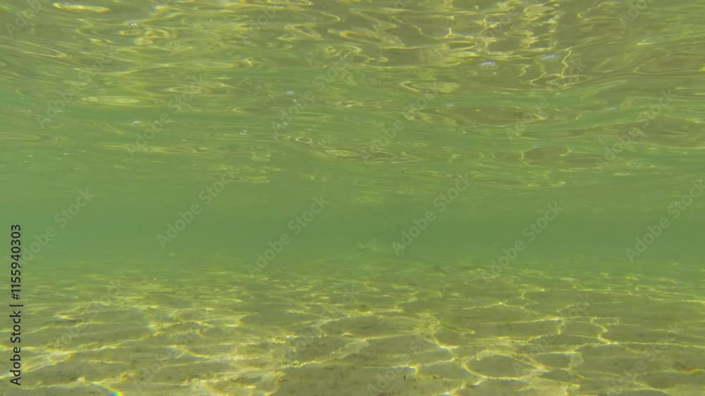 under water shot of nervous sharks, Carcharhinus cautus, swimming and hunting in shallow water close to the beach of eagle bluff along the coast of shark bay, Francois Peron national park, Australia. under water shot of nervous sharks, Carcharhinus cautus, swimming and hunting in shallow water close to the beach of eagle bluff along the coast of shark bay, Francois Peron national park, Australia.