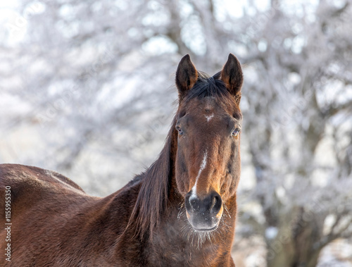 Portrait of a senior, bay Thoroughbred in front of frosty trees in the winter.  photo