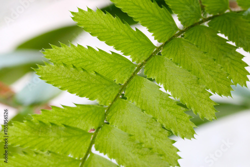 Swordfern Frond Stem 02 photo