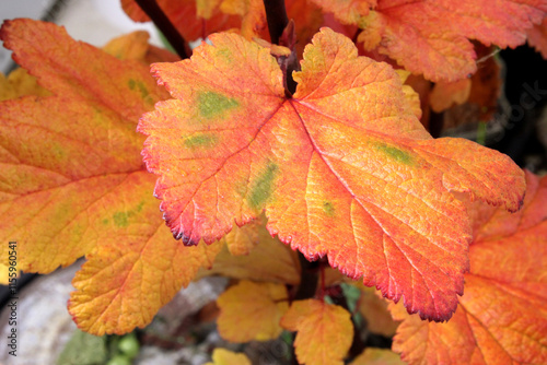Autumn Flowering Currant Leaf 03