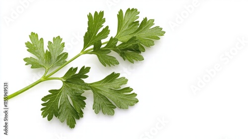 A single green sprig of parsley with fine leaves isolated on a pure white background, --no shadows