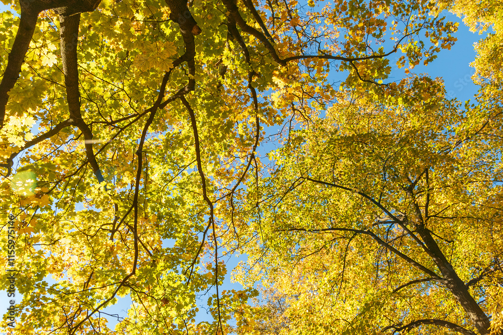 Tree crowns with yellow leaves against the blue sky. Tree crowns with yellow leaves against the blue sky.