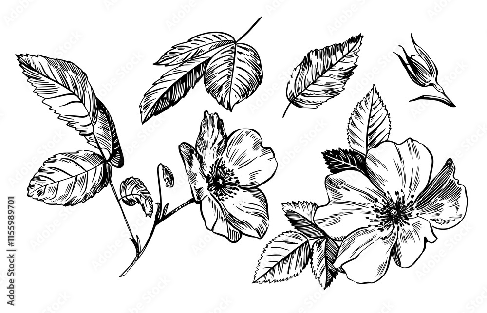 Sketch Floral Botany set. Flower drawings. Black and white with line art on white backgrounds. Hand Drawn Botanical Illustrations. Vector. Sketch Floral Botany set. Flower drawings. Black and white with line art on white backgrounds. Hand Drawn Botanical Illustrations. Vector.