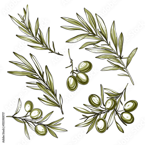 Vector set with olive branch. Can be used for food background, food composition. Hand drawn illustration.