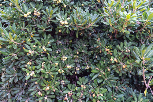 Palma de Mallorca, Spain 29.10.2021: Green pittosporum shrub with yellow berries growing at La Seu Cathedral gardens