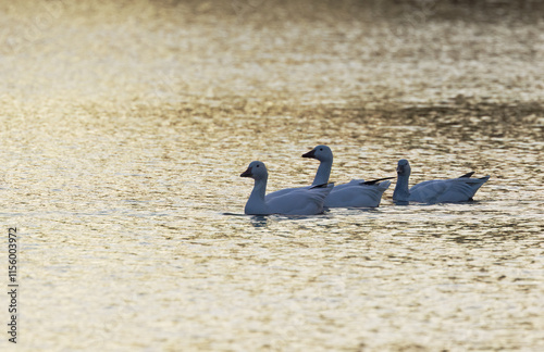Snow goosse in the golden light, the water reflects golden during the sunset, sunset on the lake, snow geese in the sunset, white geese on the lake, glowing golden waves, evenning sun shimmers photo