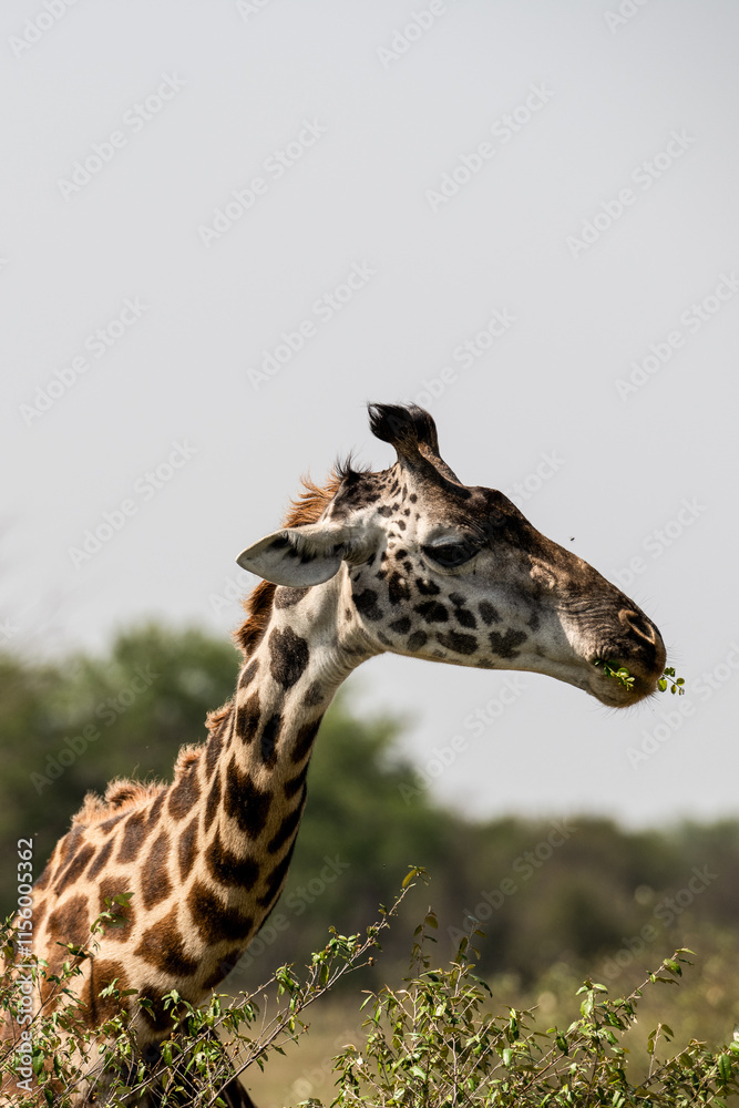 Fototapeta premium Safaritour in der Serengeti