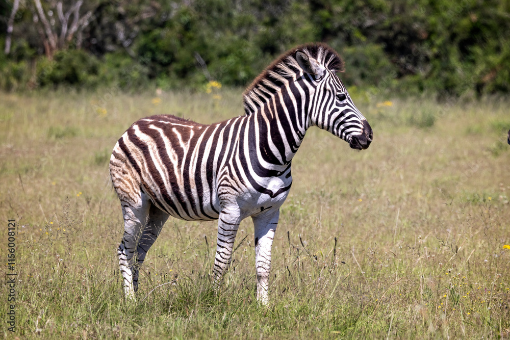 Close up of a Plains Zebra in the bush at Addo National Park, South Africa Close up of a Plains Zebra in the bush at Addo National Park, South Africa