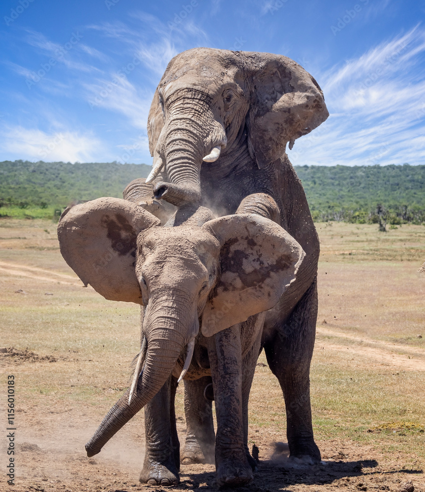 Fototapeta premium Close up of a large Bull Elephant mating in the bush at Addo National Park, South Africa