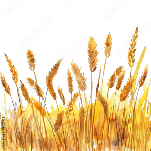 A watercolor illustration of a golden field of autumn wheat, isolated on a white background. Autumn wheat vector.
