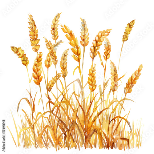 A watercolor illustration of a golden field of autumn wheat, isolated on a white background. Autumn wheat vector.
