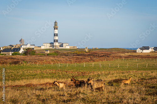 Scenic View of Phare du Créac'h Lighthouse with Grazing Goats on Ouessant Island, Brittany, France Surrounded by Rustic Countryside and Ocean Horizon