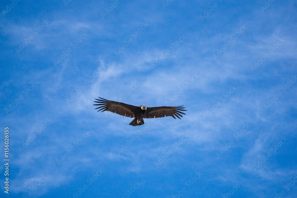 Wild Andean condor flying at Mirador del Condor located in the Colca Canyon area of southern Peru Wild Andean condor flying at Mirador del Condor located in the Colca Canyon area of southern Peru